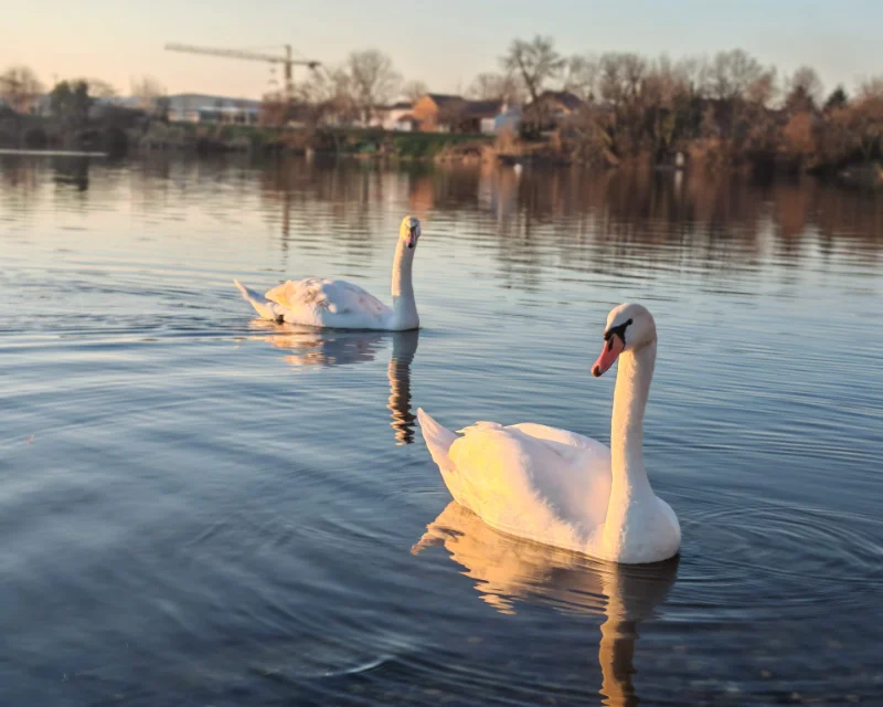 Jezero Banja Vinkovci